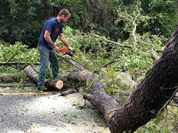 Best Storm Damage Tree Cleanup  in Ocean Park, WA