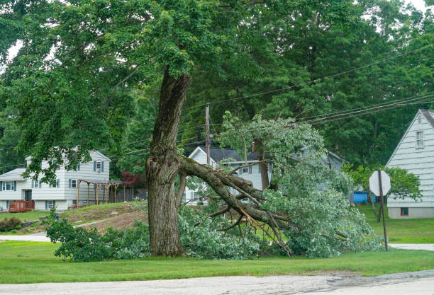 Tree and Shrub Care in Ocean Park, WA