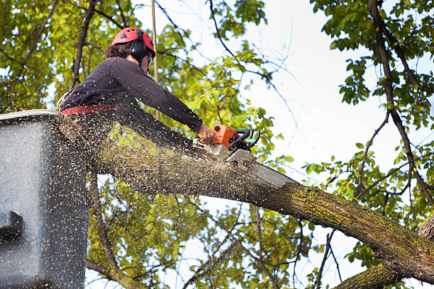 Why Choose Our Tree Removal Services in Ocean Park, WA?